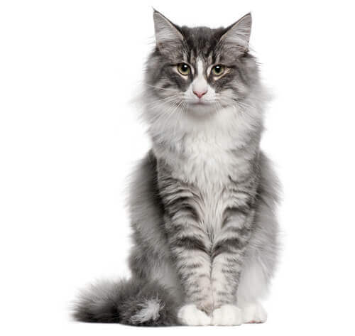 Noorse Boskat | Alles over dit kattenras | Purina